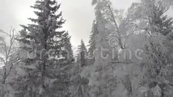 冬天白雪覆盖的森林照相机在白雪覆盖的树木之间飞行视频的预览图