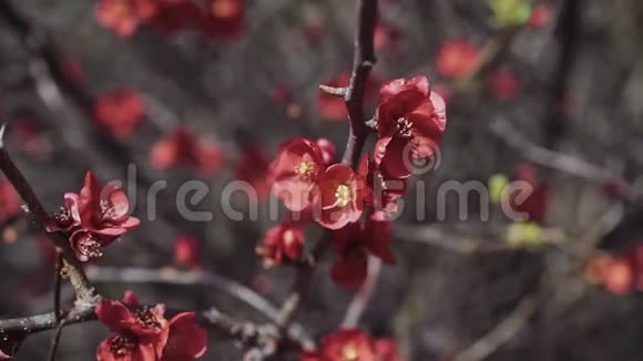 无叶树枝上的春红花视频的预览图