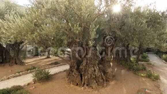 耶路撒冷歌西马尼园中的太阳和橄榄树视频的预览图