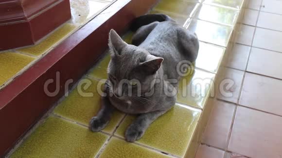 快乐的泰国灰短毛猫视频的预览图