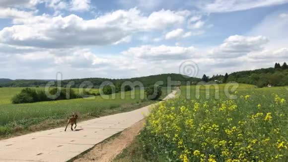 狗在田野间的路上奔跑视频的预览图