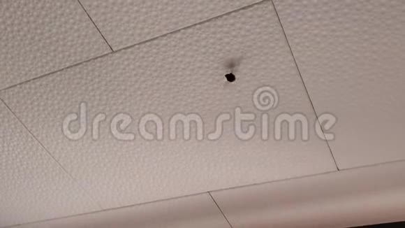 在瓷砖天花板下飞翔的黄蜂视频的预览图