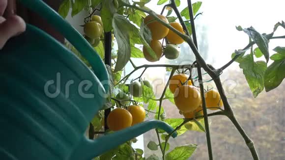 用水缸把黄色的室内西红柿浇在窗户上视频的预览图