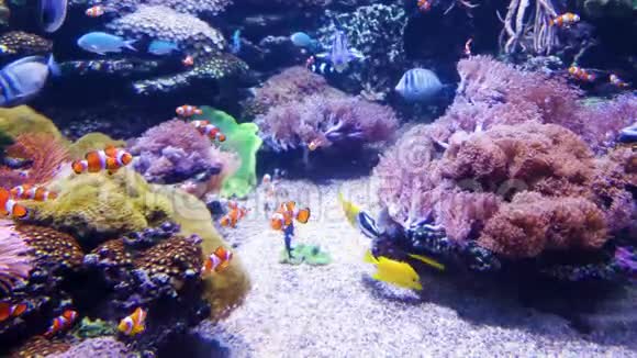 小丑鱼和其他外来鱼在水族馆游泳背景是海洋植物视频的预览图