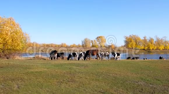 许多奶牛走在河边美丽的秋天风景的背景上视频的预览图
