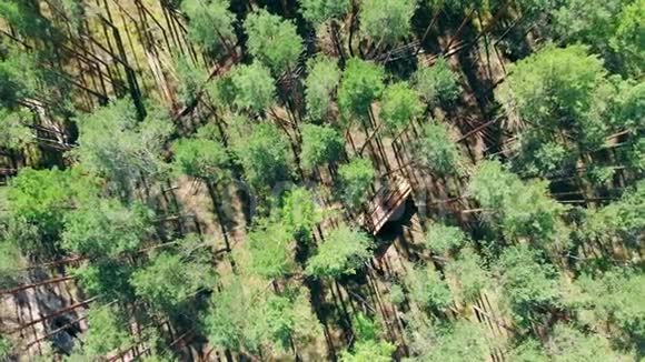 松树林的顶部景色里面有一台机械收割机视频的预览图