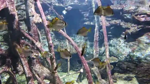 在水族馆里游泳的奇特小鱼背景是木制树枝视频的预览图