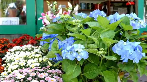 许多多种颜色的新鲜生机勃勃的花在花盆里成排陈列在一家花店旁边出售视频的预览图