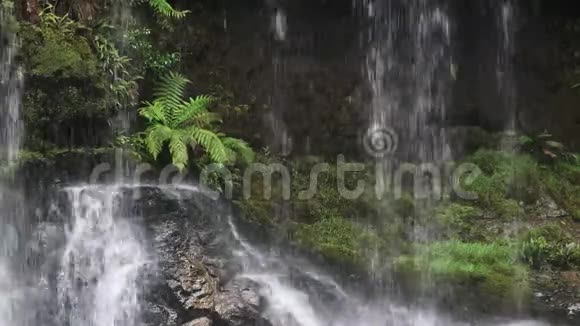 靠近塔斯马尼亚州罗素瀑布基地的一个蕨类植物视频的预览图