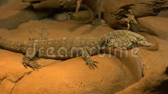 沙坑里的大蜥蜴视频的预览图