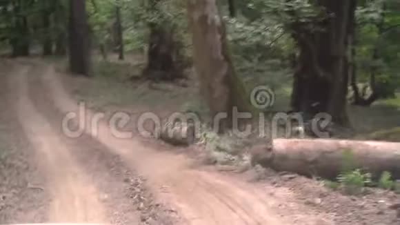 在Amazing森林的越野车道上行驶越野车里的诡异视频视频的预览图