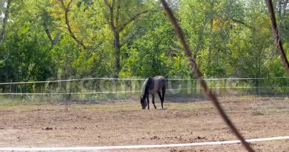 在吃草棕色美丽的马正在草地上吃草动物护理马和人的概念视频的预览图