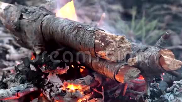 树干在森林里燃烧视频的预览图