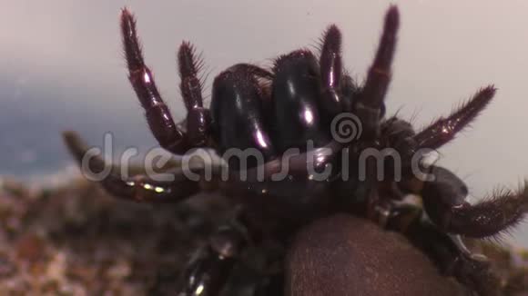 悉尼漏斗网蜘蛛在扭曲的位置视频的预览图