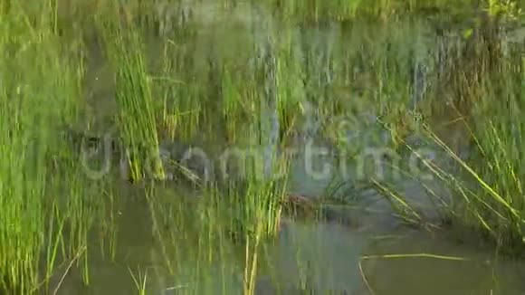 咸水鳄鱼在沼泽地区视频的预览图