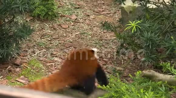 熊猫跳到地上跑视频的预览图