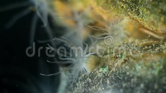 海葵的触角可以在黑海的水流中捕捉浮游生物的食物这可能是海葵的触角视频的预览图