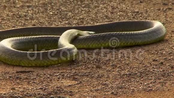 蛇被钩绞在一起视频的预览图