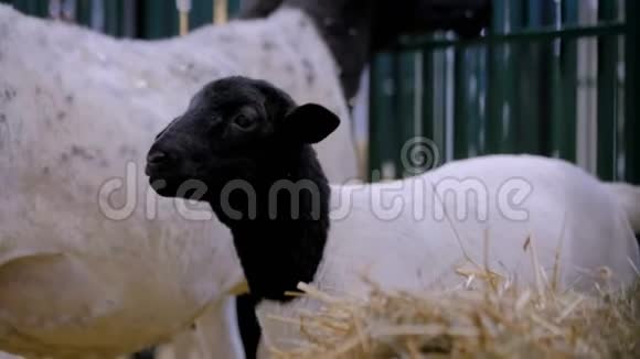 农业动物展览会贸易展览会可爱羔羊画像视频的预览图