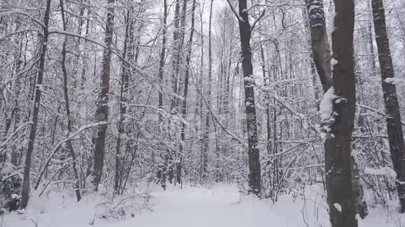 走过美丽的冬林视频的预览图