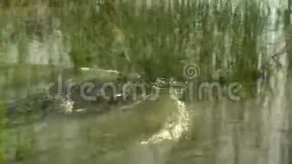 在浅水中奔跑的咸水鳄鱼视频的预览图