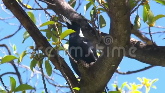 一只澳大利亚喜鹊坐在树上视频的预览图