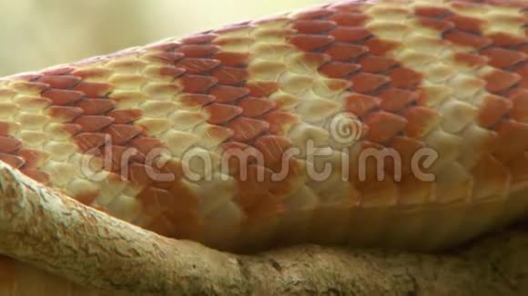 棕树蛇上华丽的红白带视频的预览图