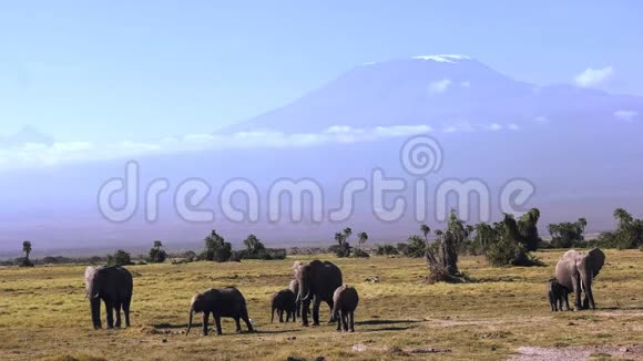 大象在乞力马扎罗山的背景下走向镜头视频的预览图