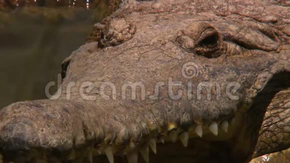 淡水鳄鱼的鼻子和头的细节视频的预览图