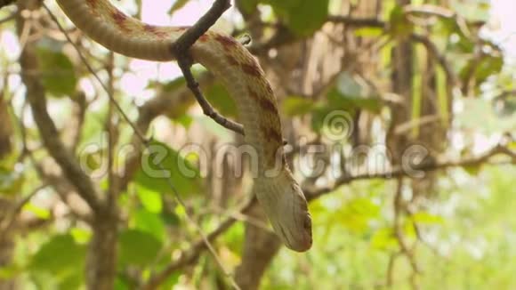 一条棕色的树蛇披在树上的树枝上视频的预览图