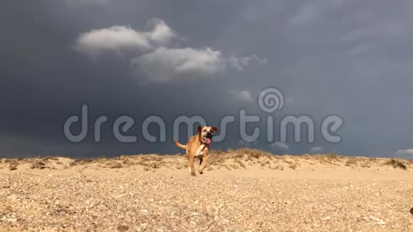 十字犬在海滩上缓慢地奔跑阴天的强光视频的预览图
