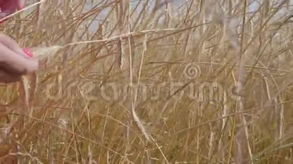 女性的手近距离接触小麦的小穗行走在夏日田野上的无名女子享受大自然的女人视频的预览图