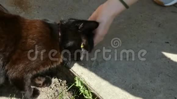 手的人抚摸着头蓬松的黑猫喜欢动物视频的预览图