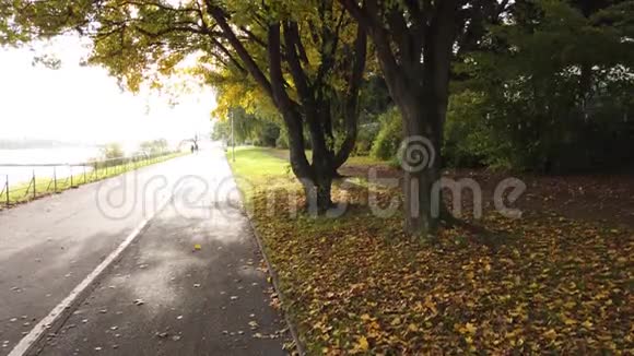 德国波恩莱茵河堤上生长着两个秋天的橡树视频的预览图