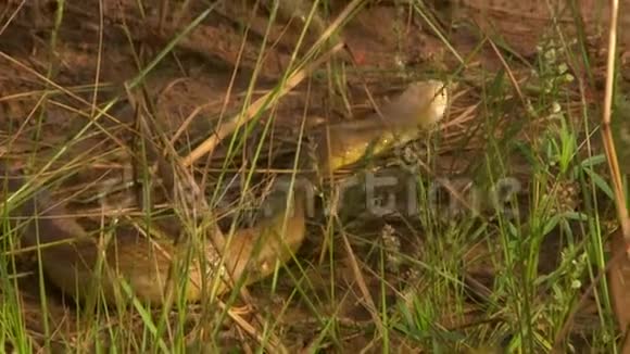 东褐色的蛇穿过草丛和泥土视频的预览图