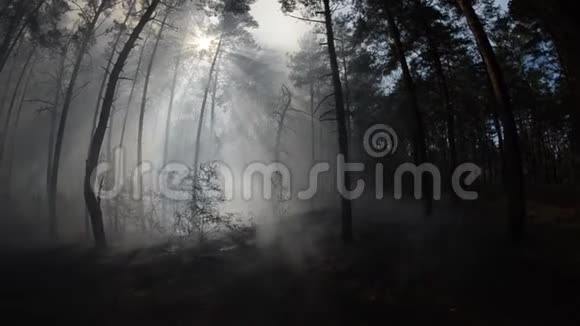 森林东欧的野火视频的预览图