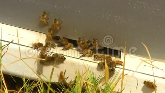 蜂群在巢门口附近视频的预览图