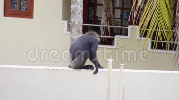 斯里兰卡猴子酒店在阳台上慢跑视频的预览图