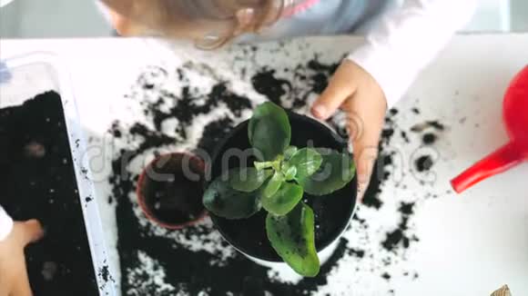一个小女孩在家里种一种室内植物在室内夯实土壤视频的预览图