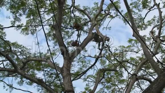 两只猩猩高高地在树梢上视频的预览图