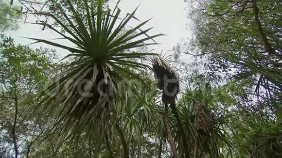 白菜棕榈树的低角度拍摄视频的预览图