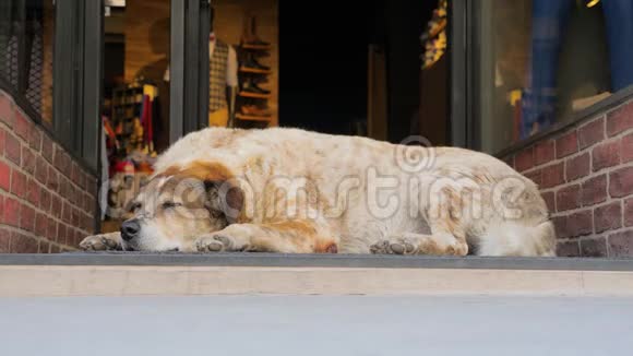 城里的狗狗睡在商店门口而过路人很匆忙人生的虚荣心人们的腿视频的预览图