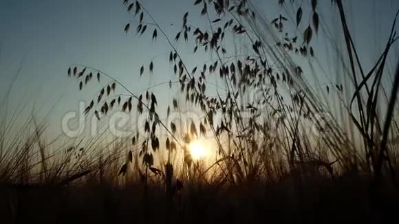 在美丽的秋日夕阳下大麦剪影视频的预览图
