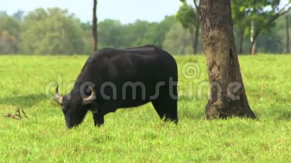 水牛在树附近放牧视频的预览图