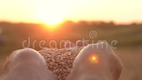 农夫的双手捧着一粒麦子在手掌上在田野上美丽的夕阳下商人评价视频的预览图