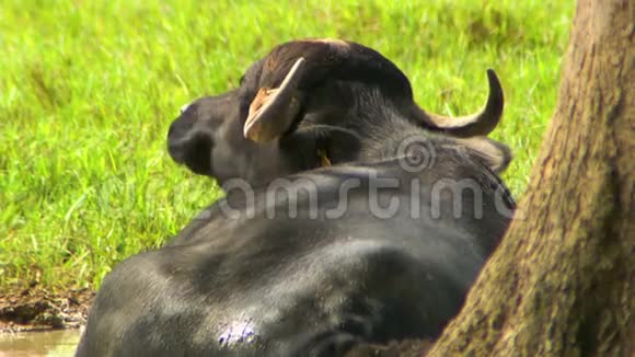 水牛躺在树旁边视频的预览图