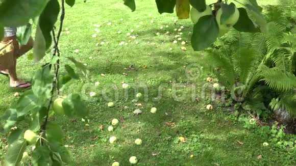 农妇女孩背着装满水果的篮子在树下收集苹果4K视频的预览图