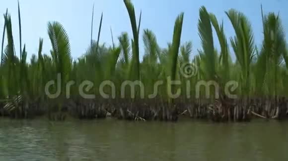 在缅甸康吉河维护Nipa棕榈树视频的预览图