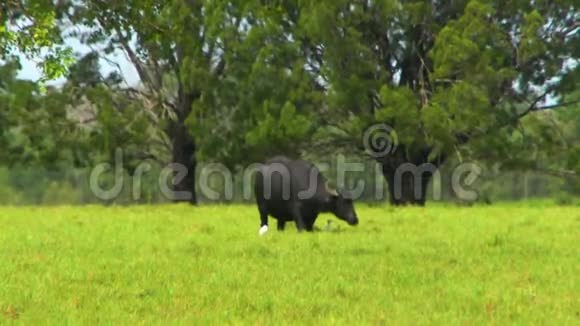 草原上的水牛和牛白鹭视频的预览图