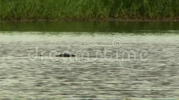 鳄鱼的头几乎伸出水面视频的预览图